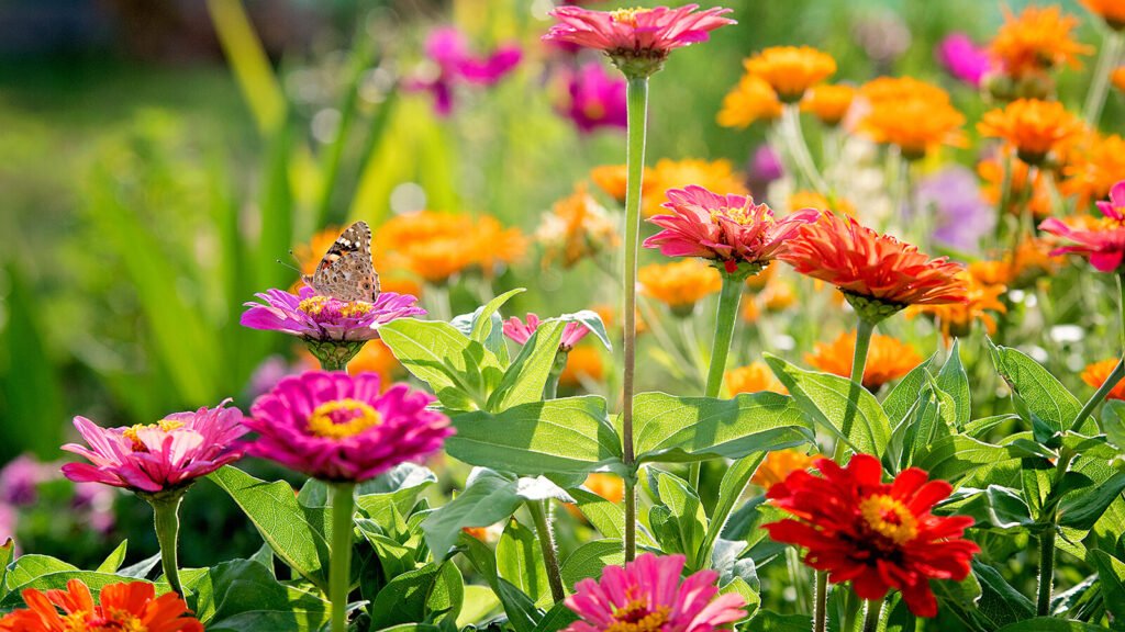 Les fleurs aussi ont-elles une saison à connaître pour bien jardiner 4 Les fleurs aussi ont-elles une saison à connaître pour bien jardiner