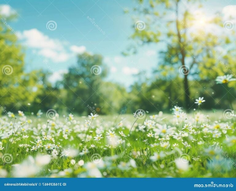 fleurs epanouies sous un ciel ensoleille