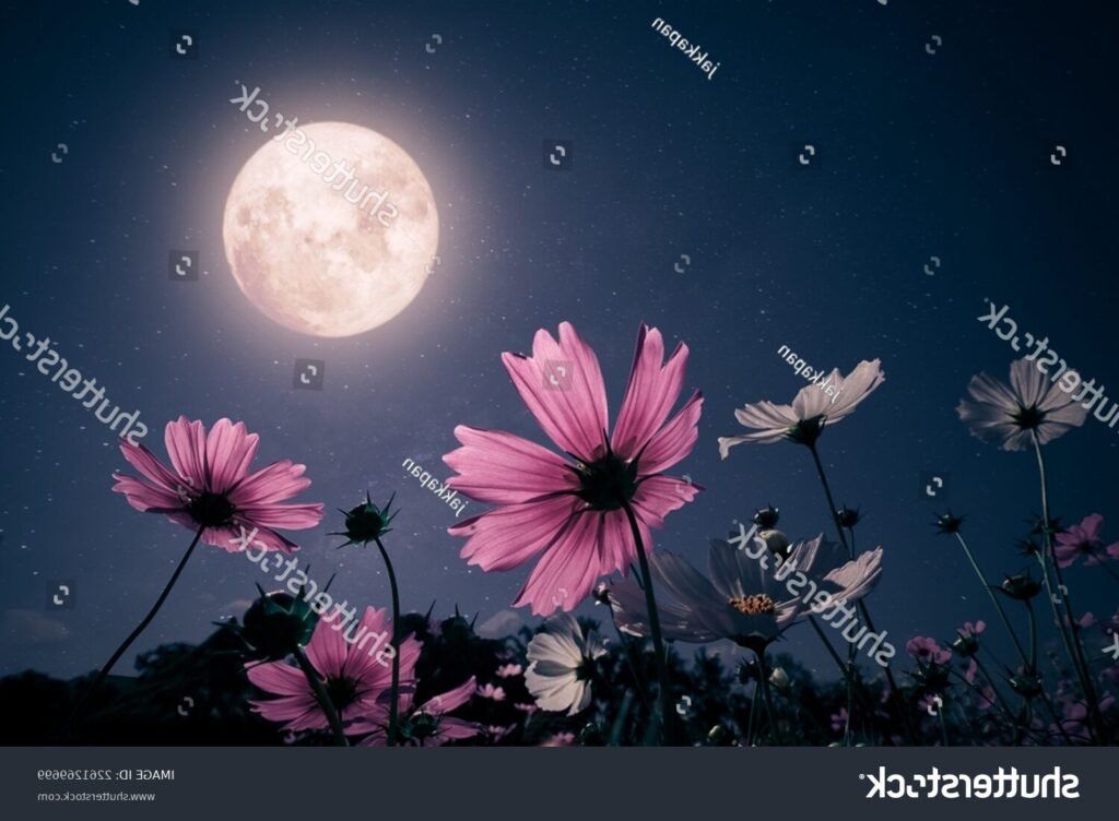 Quel est le parfum Nuit d'août Eau de Soie et ses notes olfactives 6 Quel est le parfum Nuit d’août Eau de Soie et ses notes olfactives