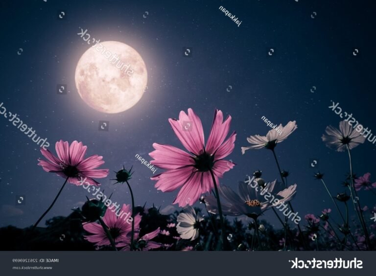 fleurs et tissu sous un ciel etoile