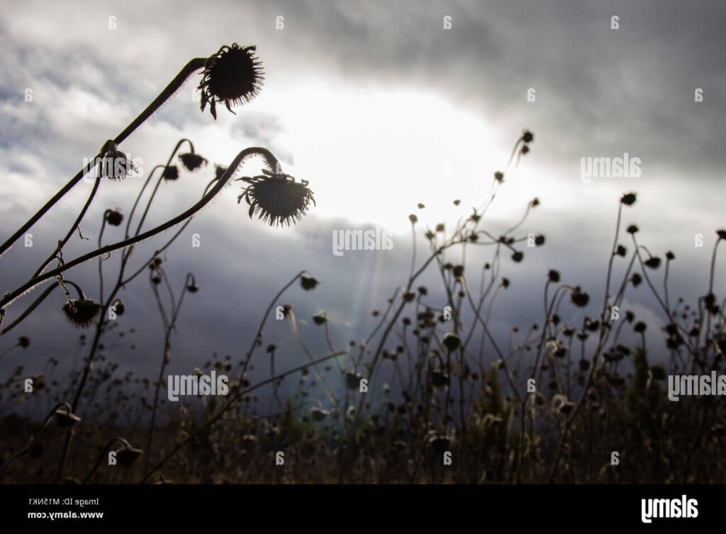 Pourquoi l'année a-t-elle perdu son printemps cette année 1 fleurs fanees sous un ciel nuageux