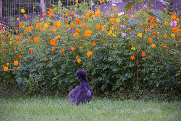 Qu'est-ce que la mini flore du jardinier promeneur et ses caractéristiques 18 fleurs sauvages colorees dans un jardin