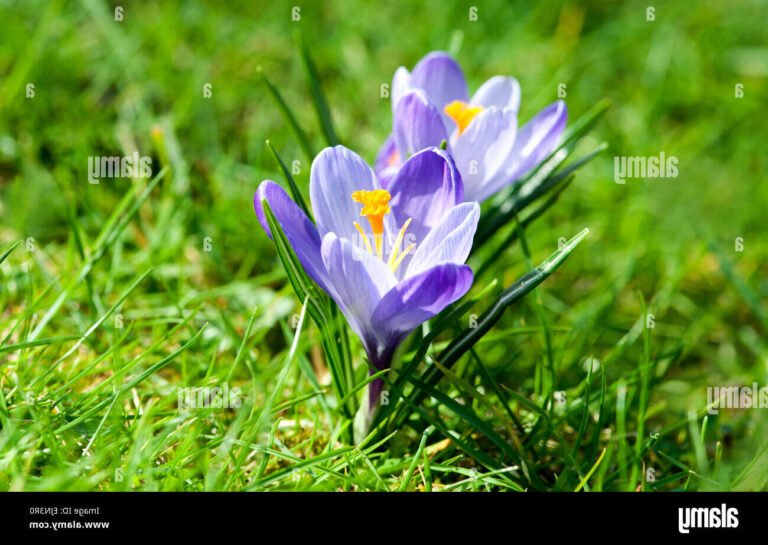 Pourquoi le violet se penche-t-il en arrière sur l'herbe 33 fleurs violettes sur une pelouse verdoyante