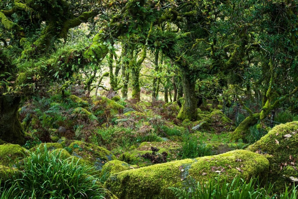 Comment bien se soulager dans les bois sans laisser de traces 8 Comment bien se soulager dans les bois sans laisser de traces