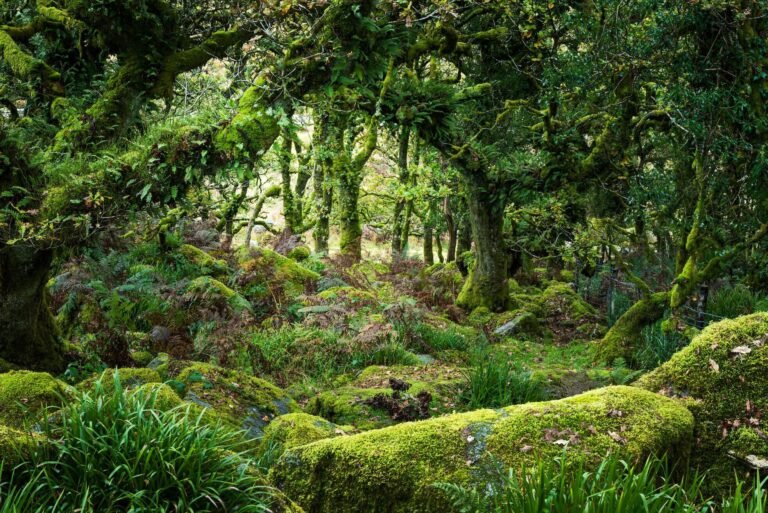 foret avec un coin discret pour se soulager