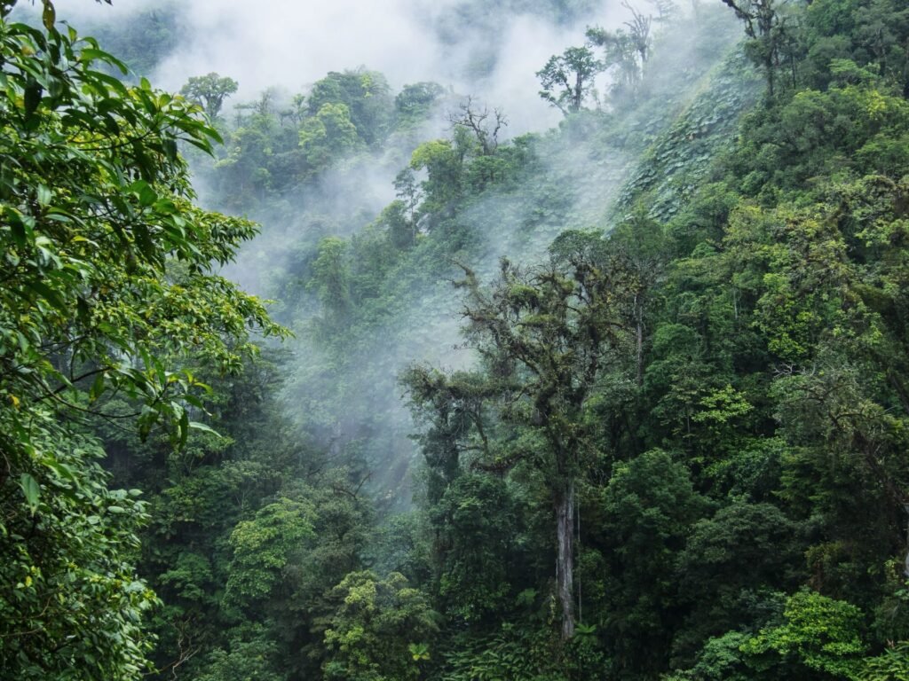 Pourquoi visiter la réserve de forêt nuageuse au Costa Rica 7 Pourquoi visiter la réserve de forêt nuageuse au Costa Rica