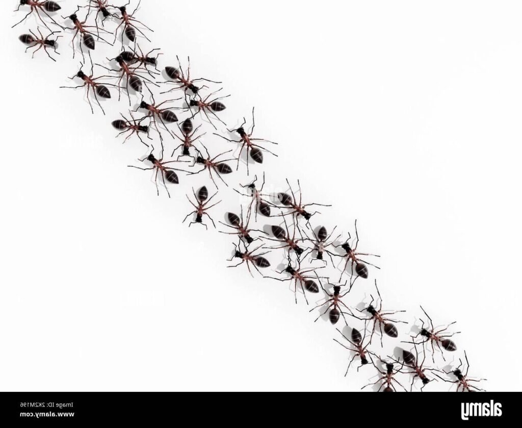 Pourquoi les fourmis avancent-elles une par une dans leur marche 1 fourmis en ligne marchant sur un chemin