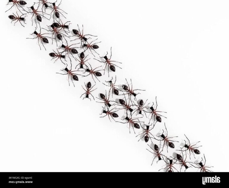 Pourquoi les fourmis avancent-elles une par une dans leur marche 34 fourmis en ligne marchant sur un chemin