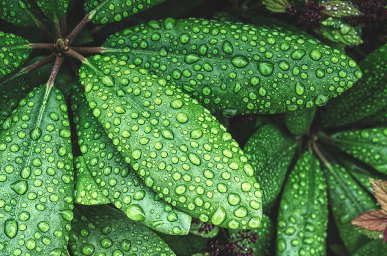 Pourquoi l'odeur après la pluie est-elle si appréciée par tous 41 gouttes de pluie sur des feuilles vertes
