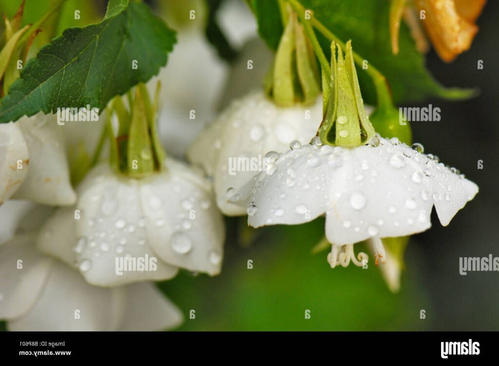 Pourquoi le parfum du bonheur est-il plus fort sous la pluie 1 gouttes de pluie sur des fleurs parfumees