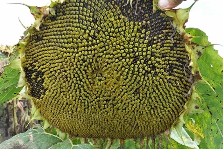 graines de tournesol pretes a etre semees