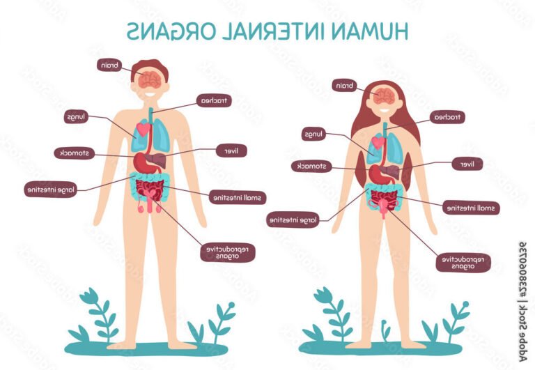 Que contient le livre "Marieb Anatomie et Physiologie Humaine" 10 illustration du corps humain en anatomie