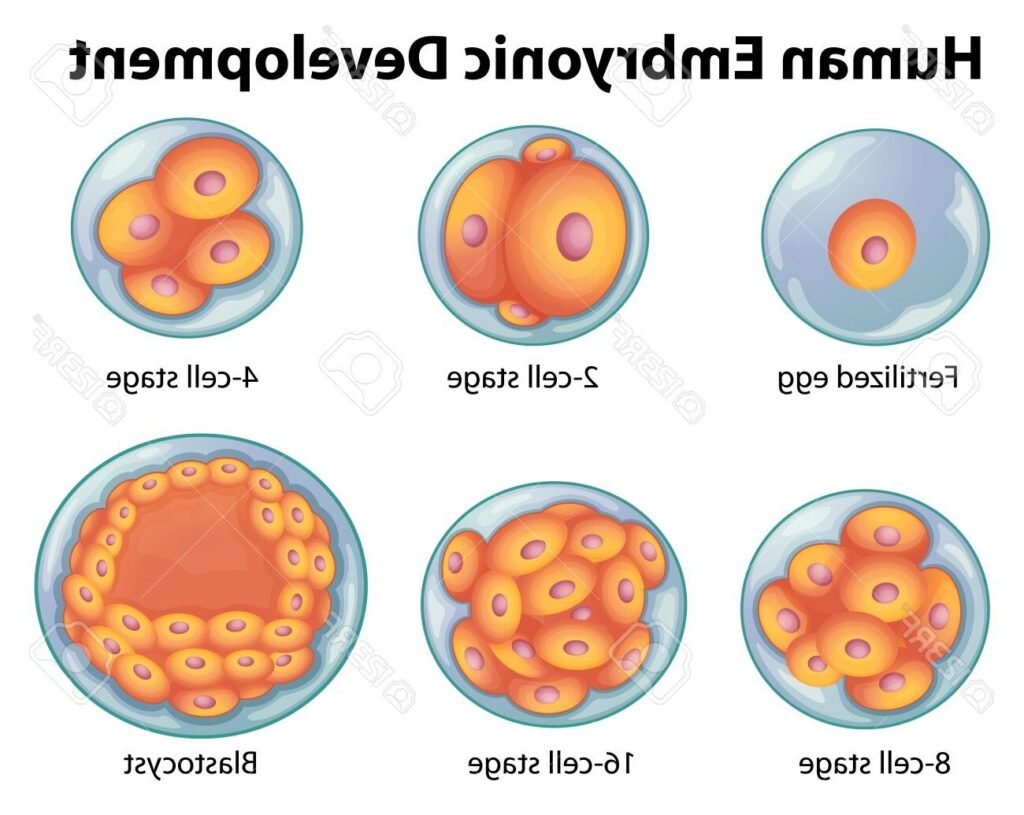 Comment les bébés sont-ils conçus et comment se développe une grossesse