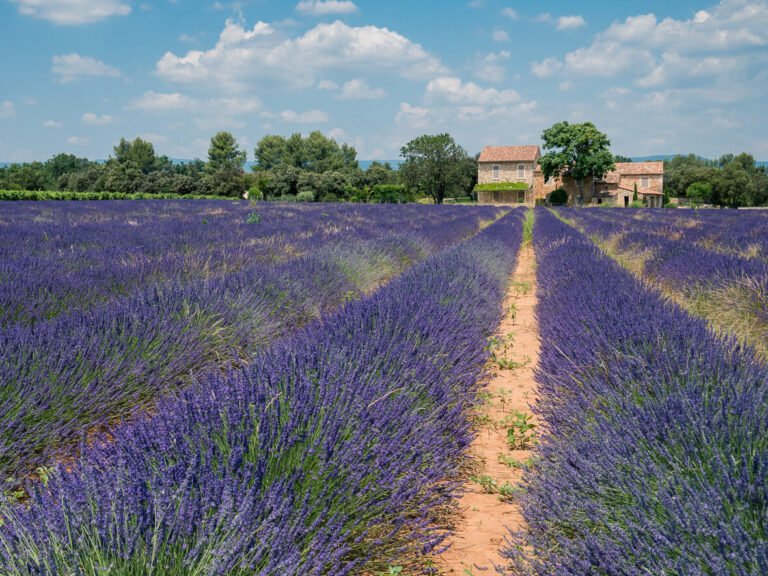 Quelles sont les attractions incontournables en Provence-Alpes-Côte d'Azur 31 lavandes en fleurs sur les champs provencaux