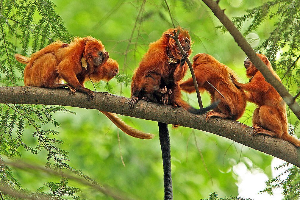 Que signifient les paroles de « Gold Lion » des Yeah Yeah Yeahs