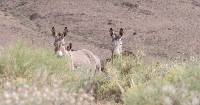 Pourquoi des lions seraient-ils menés par des ânes dans une fable 23 lions et anes interagissant dans la nature