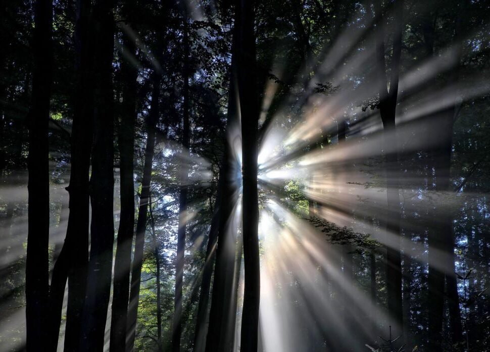 Comment Le Miracle Spinoza Peut-Il Éclairer Notre Vie Quotidienne 4 Comment Le Miracle Spinoza Peut-Il Éclairer Notre Vie Quotidienne