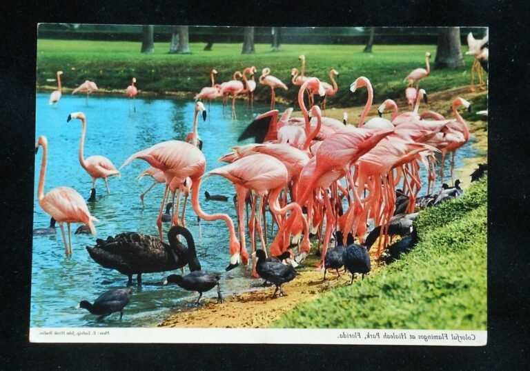 oiseaux colores en course sur piste
