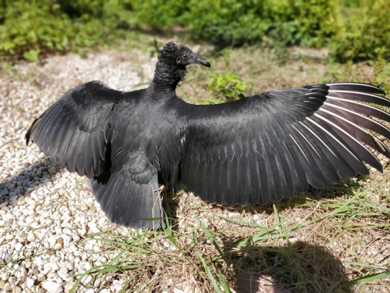 Pourquoi jouer à Angry Birds Rio et quelles sont ses caractéristiques 7 oiseaux colores lancant des projectiles joyeusement