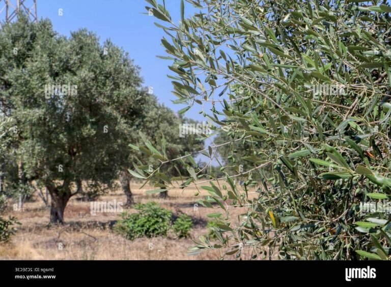 Quand récolte-t-on les olives pour une huile d'olive de qualité 3 olives mures sur un arbre en ete