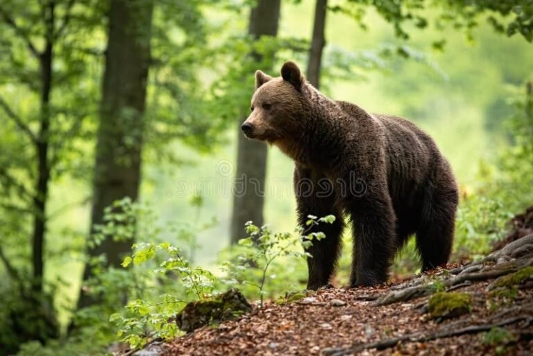 ours brun observant des animaux colores