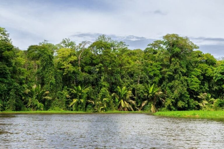 Pourquoi choisir Turtle Beach Lodge à Tortuguero, Costa Rica 21 panorama de tortuguero jungle luxuriante