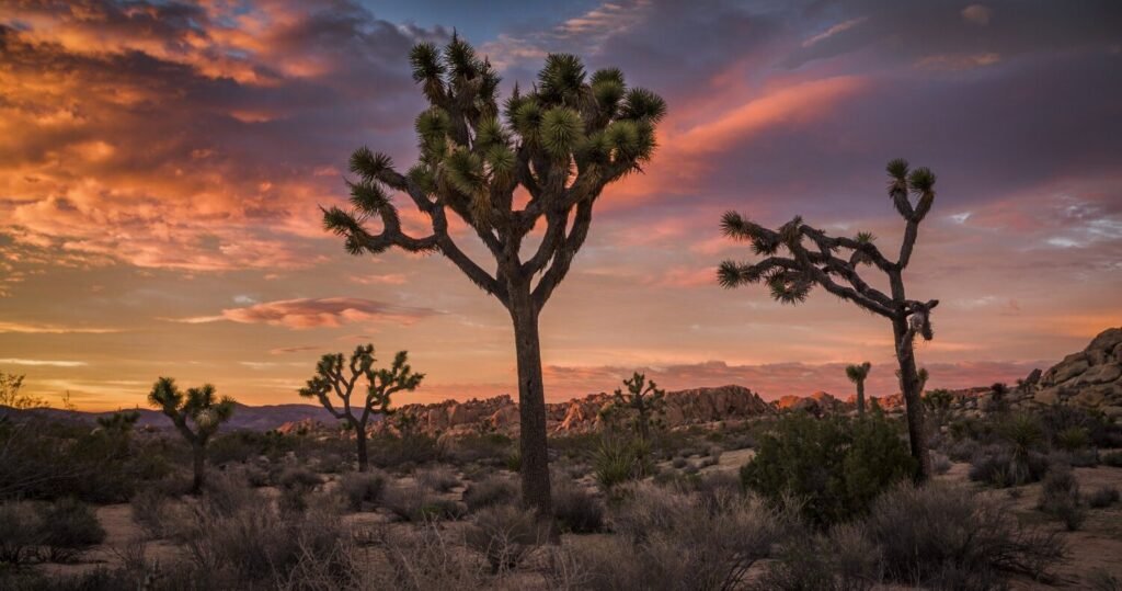 Quel est l'intérêt de visiter le parc Joshua Tree National Park 1 paysage desertique unique du parc joshua tree