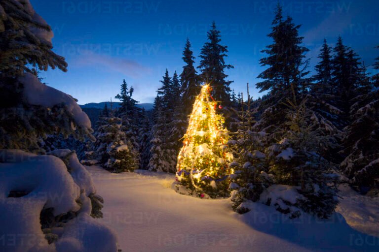 paysages enneiges avec sapins illumines