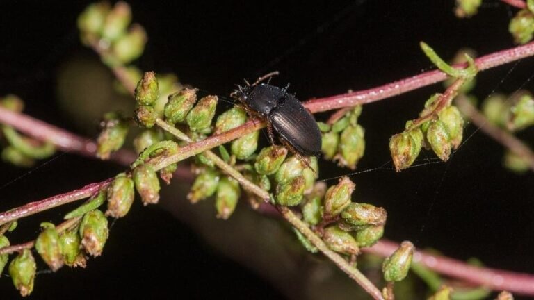 Quel est le guide botanique des plantes souvent ignorées par tous 33 plantes sauvages meconnues dans la nature
