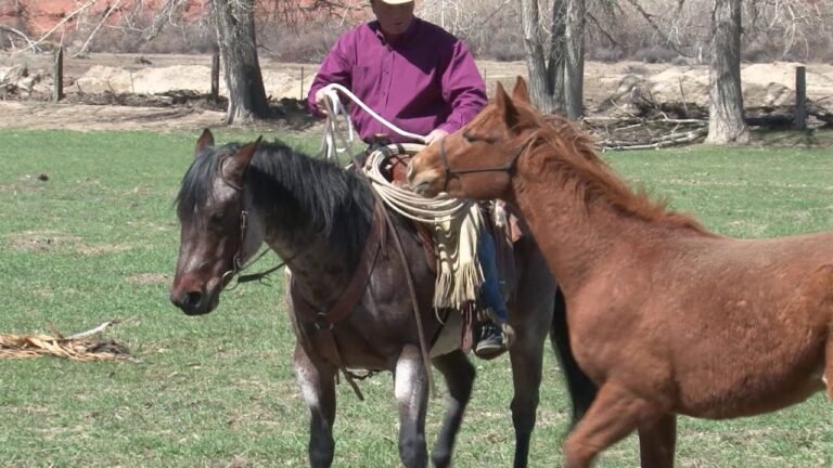 Comment éduquer un poulain du sol à la selle efficacement 9 poulain apprenant a porter une selle