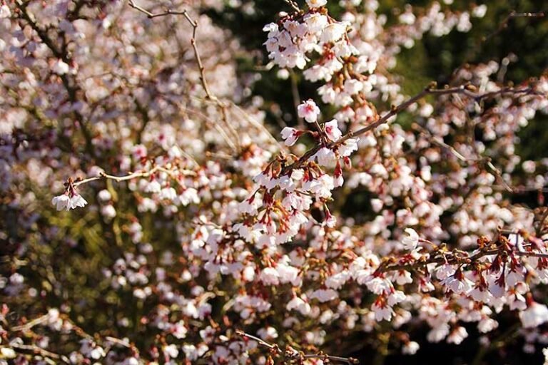 Quel est l'entretien optimal du Prunus Incisa Kojo No Mai 15 prunus incisa kojo no mai en fleurs