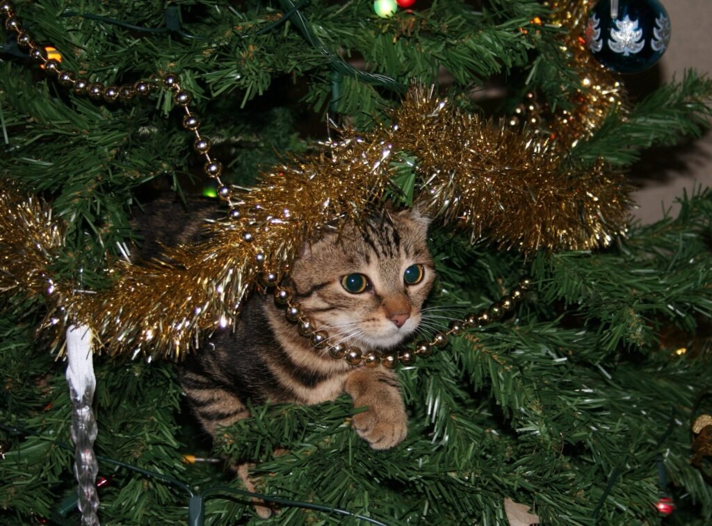 Pourquoi voit-on souvent quatre chats sous un pin 3 Pourquoi voit-on souvent quatre chats sous un pin