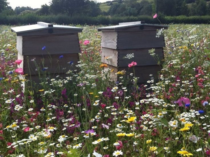Comment mettre une ruche dans son jardin en toute sécurité