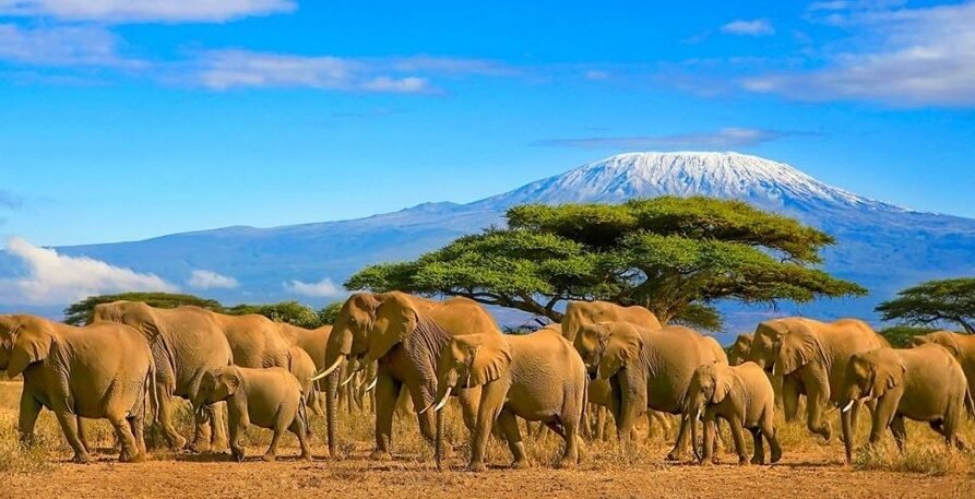 Comment combiner un safari en Tanzanie avec des vacances à Zanzibar 6 Comment combiner un safari en Tanzanie avec des vacances à Zanzibar