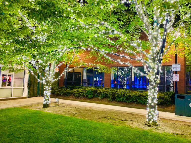 Où trouver un sapin de Noël à louer pour les particuliers 6 sapin de noel en location dans un parc