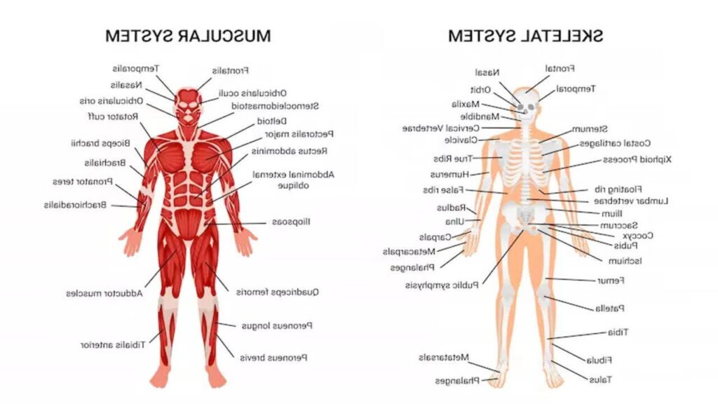Quelles sont les principales caractéristiques du corps humain point par point 1 schema anatomique du corps humain detaille