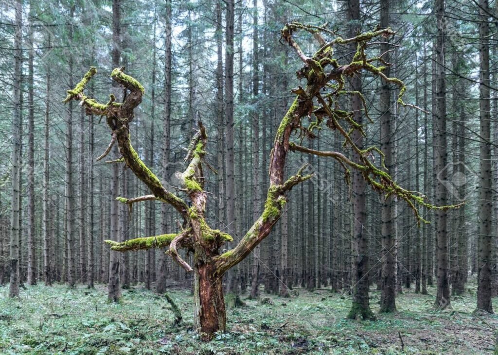Quelle est l'intrigue fascinante de "La Vie Secrète des Arbres" en BD 1 un arbre aux branches mysterieuses et colorees