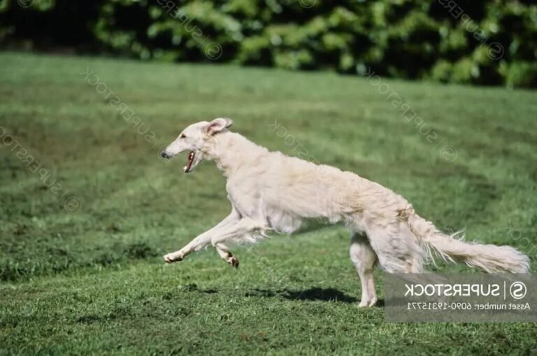 Pourquoi adopter un Barzoï : conseils et options disponibles 11 un barzoi courant dans un champ
