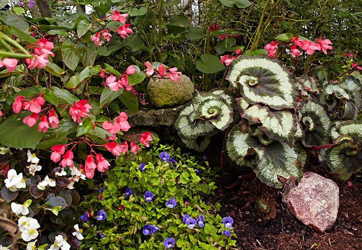 Begonia Papillon Clair De Lune Achat En Ligne manga-univers.fr