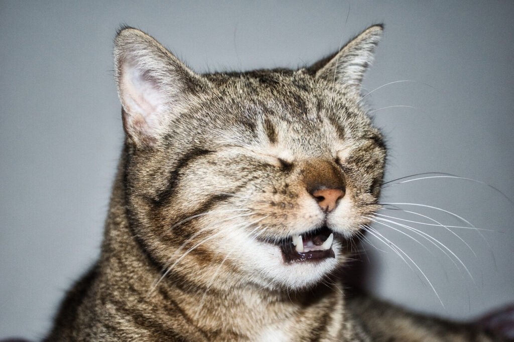 Pourquoi mon chat est-il considéré comme le plus bête du monde 3 Pourquoi mon chat est-il considéré comme le plus bête du monde