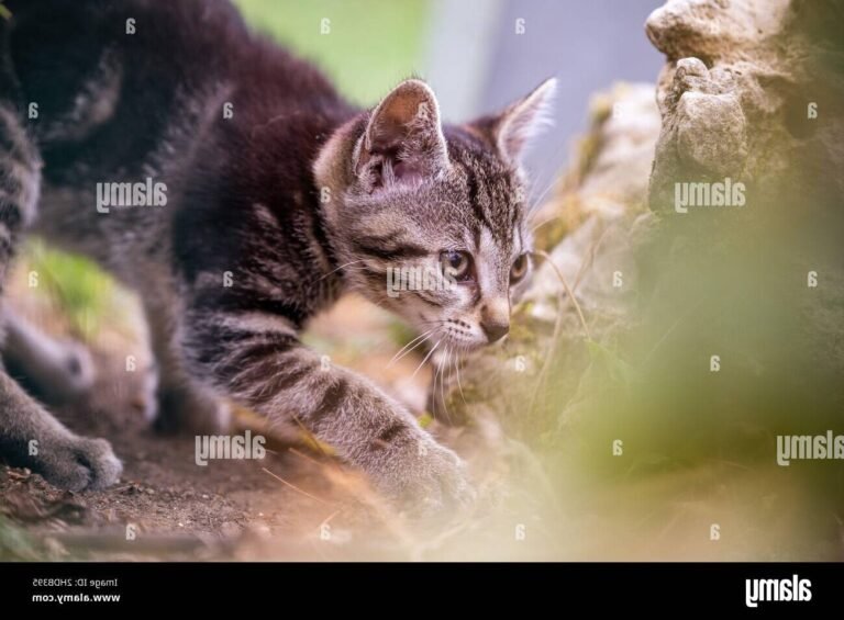 un chat curieux explorant son environnement