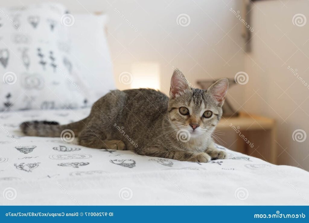 Pourquoi mon chat m'empêche-t-il de dormir la nuit 8 Pourquoi mon chat m’empêche-t-il de dormir la nuit