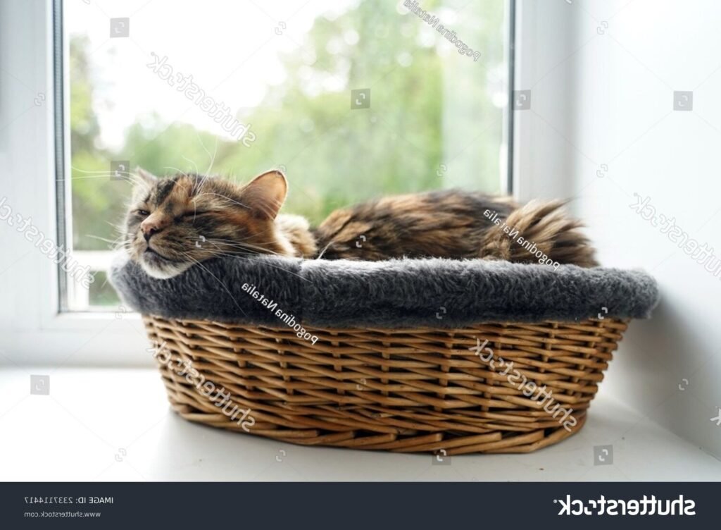 Pourquoi mon chat dort-il tout le temps  Découvrez les raisons !