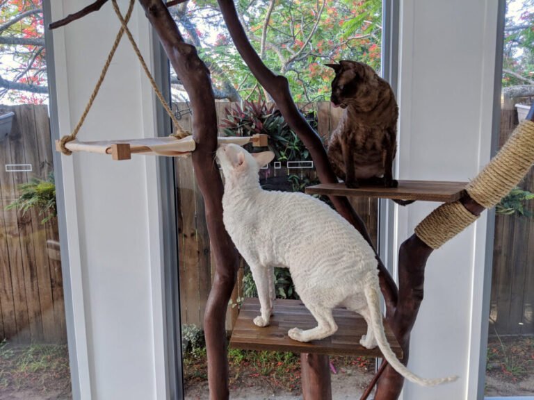 un chat explorant un arbre a chat