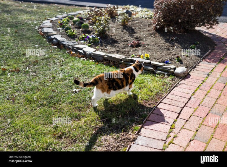 Comment habituer son chat à sortir et à revenir en toute sécurité 25 un chat explorant un jardin ensoleille