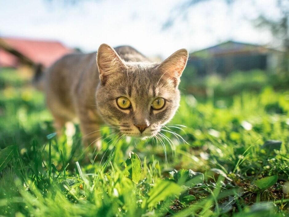 Comment un chat peut-il attraper des vers dans son environnement