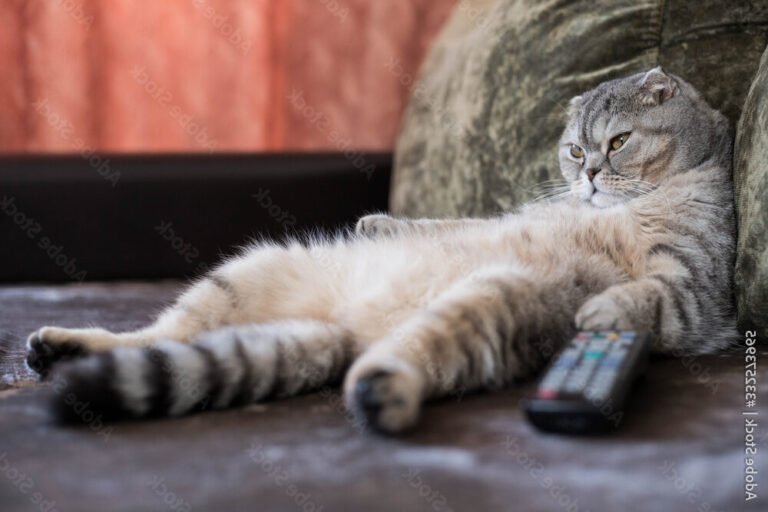 un chat paresseux sur un canape