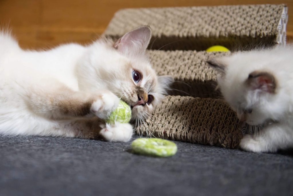 Pourquoi adopter un chaton sacré de Birmanie  Découvrez tous les avantages !