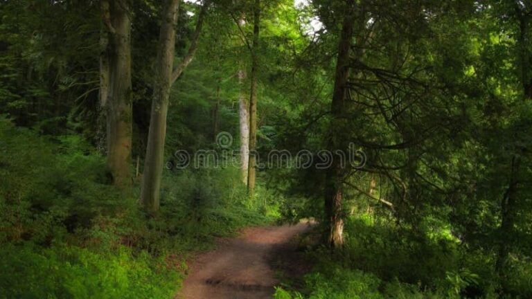 un chemin forestier lumineux et apaisant