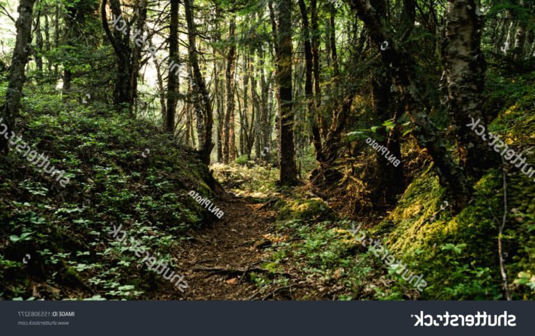 un chemin forestier sauvage et mysterieux